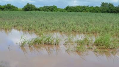 Muchas tierras de cultivo todavía se encuentran bajo el agua debido al temporal.