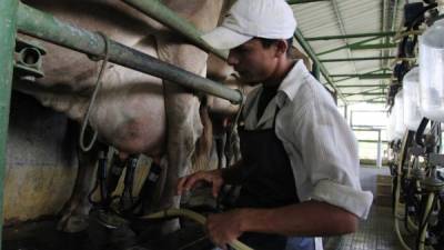 Ganaderos registran aumento en la producción de leche