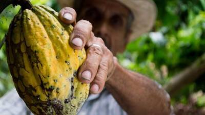 Un productor en Santa Bárbara toca una bellota de cacao en su finca.