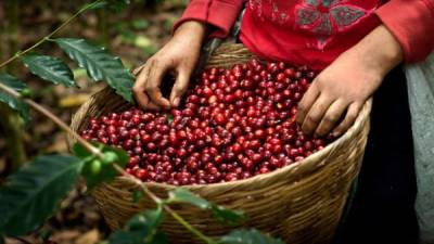 El café es uno de los principales productos hondureños de exportación.