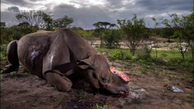 Tomada por el sudafricano Brent Stirton, la foto muestra el cuerpo masacrado de un rinoceronte negro en la Reserva de Hluhluwe Imfolozi al que le arrancaron sus cuernos.