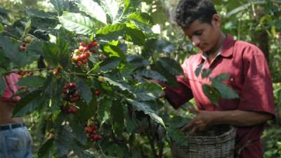 El apoyo a pequeños productores se logra luego de convenios entre el BCIE y el Gobierno de Taiwán.