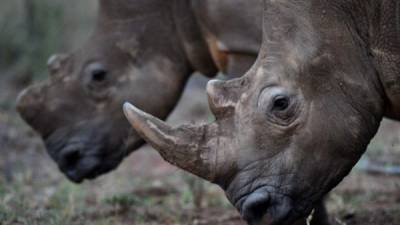 A los cuernos de rinoceronte se le atribuyen en algunos paises propiedades curativas y afrodisíacas.