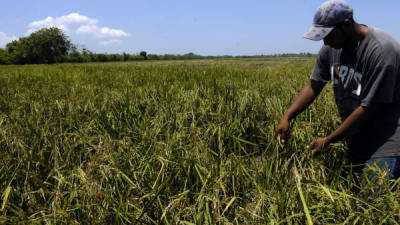 El precio del quintal de arroz que se paga hasta el momento es L400.