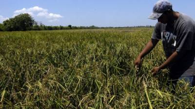 Un productor de arroz en Comayagua trabaja en su plantación afectada por las lluvias y falta de insumos.