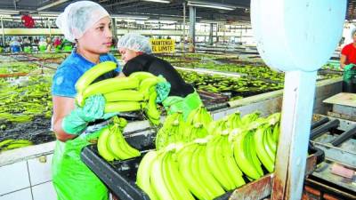 Los bananos escalaron al segundo puesto de la agroexportación.