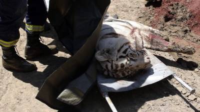 Las autoridades abatieron al tigre luego de que éste atacara a cuatro personas, matando a una de ellas.