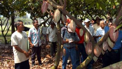 Productores en un recorrido por terrenos de cacao.