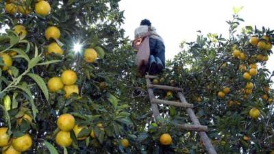 Un productor corta naranjas en la zona norte.
