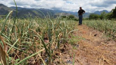 Miles de familias de 146 municipios de 12 departamentos de Honduras se verán afectadas por la sequía.