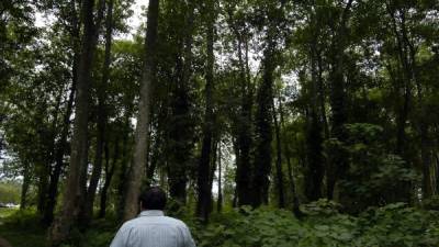 Alrededor de 100 mil hectáreas certificadas de bosque hay a nivel nacional.