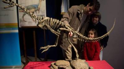 Los expertos estiman que este nuevo dinosaurio sería un 'primo herbívoro del tiranosaurio'.