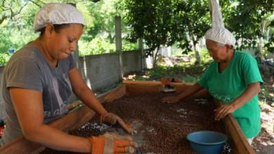 La demanda de cacao hondureño supera por mucho la que los productores pueden satisfacer.
