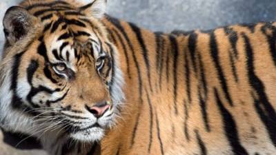 La población de tigres de Sumatra actualmente no asciende a más de 600. Foto: AFP