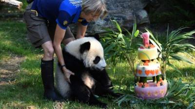 El pequeño panda celebró con un pastel especialmente realizado para él y en compañía de sus más fieles seguidores.