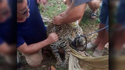 Un incendio de grandes proporciones en el complejo turístico Little French Key puso en peligro la vida de varios animales exóticos, entre ellos un Jaguar, que permanecían en cautiverio en Roatán.