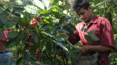 De momento no se aplica ninguna medida contra las exportaciones de café hacia el importante mercado norteamericano, aseguran la autoridades hondureñas.