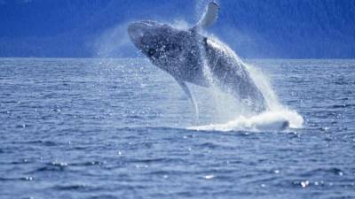 Se estima que en las costas del país suramericano se vean entre 50 y 70 cetáceos.