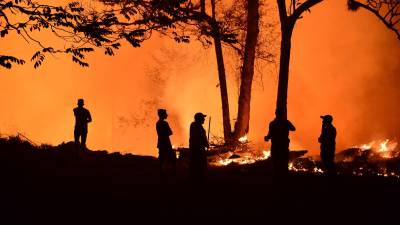 Honduras pierde cada año entre 50.000 y 60.000 hectáreas a causa de la tala ilegal y las llamas, en su mayoría provocadas por el hombre.