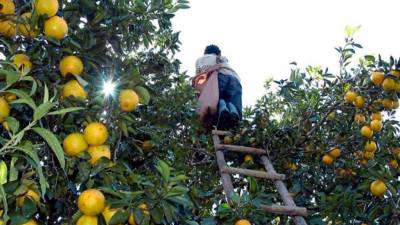 <b><span class=mln_uppercase_mln>Labor.</span></b> Un hombre cosecha naranjas en una plantación de la zona norte de Honduras.<span class=mln_uppercase_mln> Foto: LA PRENSA.</span>