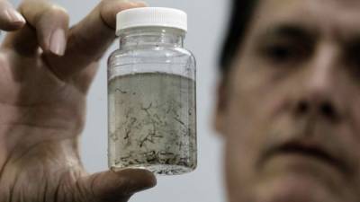 El zancudo Aedes Aegypti es el transmisor del virus del Zika.