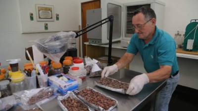 Héctor Aguilar, director del Laboratorio de Catación de Cacao de la Fhia, alista muestras para el tostado de cacao, como parte de la preparación del licor. Fotos: Yoseph Amaya