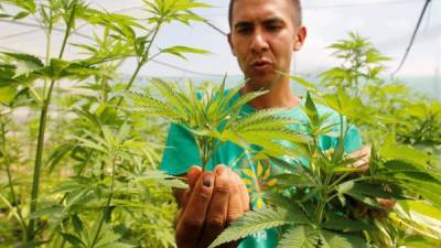La marihuana gana cada vez más espacios legales en los países latinoamericanos, tanto para uso médico como recreativo.
