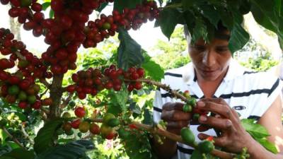 Productores de café están desanimados por el bajo precio del grano.