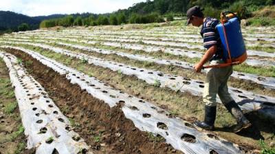 Pese a la pequeña mejora en el porcentaje de crédito agrícola, este segmento sigue siendo el más pequeño de la cartera de préstamos.