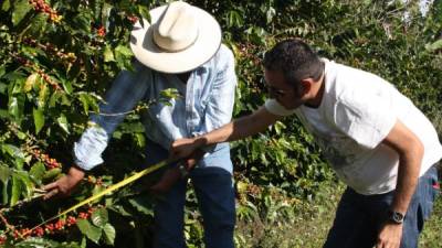 Unas 28,000 familias se dedican al cultivo del café solo en la zona occidental.