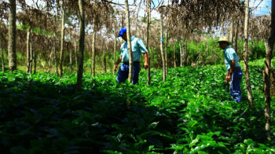 El sector exportador destaca los esfuerzos de los caficultores en las atenciones y renovaciones de las fincas.