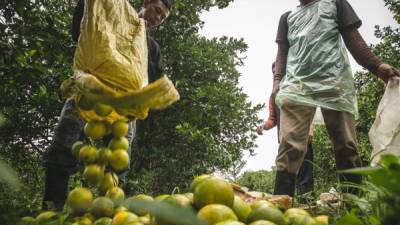 Jóvenes cosechan naranjas para exportación en terrenos ubicados en El Negrito, Yoro.