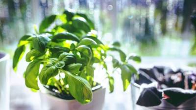 Coloca una maceta de Albahaca en una mesa cerca de la ventana.