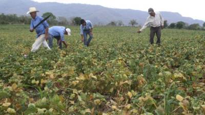 Este año, las condiciones climáticas fueron más favorables para los productores de granos básicos, no como en años anteriores, en los que la falta de lluvias afectó la producción.