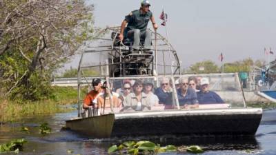 Hay una floreciente vegetación que cubre todo el pantano de Everglades.