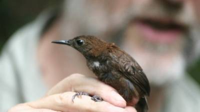 Un científico de Wallacea muestra un colibrí encontrado en El Merendón durante la expedición de 2014.