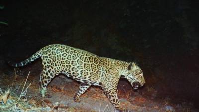 El jaguar ronda la frontera de un lado a otro, entre los estados de Arizona, Nuevo México y Texas.