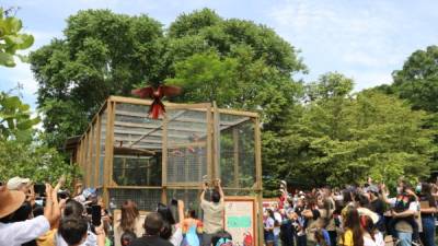 El vuelo de seis guaras rojas fue el exitoso cierre de tres días de fiesta en el pintoresco municipio de Copán Ruinas adonde llegaron decenas de hondureños de todos los rincones del país a disfrutar de las actividades preparadas.