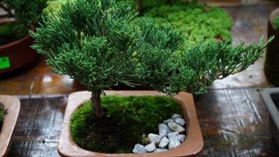 Los bonsáis son de las plantas más llamativas en Angeli Gardens. Estas pequeñas plantas encierran toda un concepto alrededor de su cuidado.