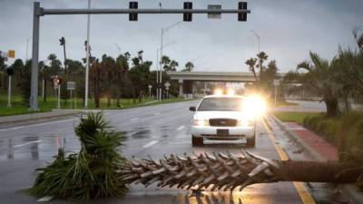 Una palmera derribada por los efectos del huracán Matthew permanece caída cortando el carril de una carretera en Fort Piece, Florida, Estados Unidos, hoy, viernes 7 de octubre de 2016. EFE