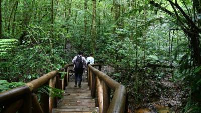 Para llegar a la cima de las montañas, los visitantes caminan a través del bosque, cruzando puentes de madera y observando la naturaleza.