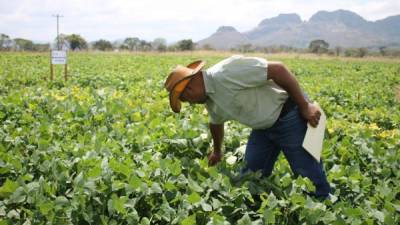 Un técnico de la SAG revisa los cultivos de frijol en Los Llanos el Paraíso.