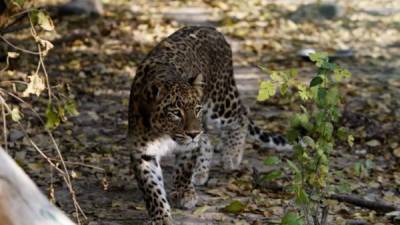 Un leopardo en el Parque Nacional Dachigam (India). EFE/Archivo