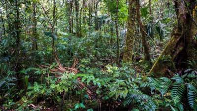 El bosque Fortuna puede ayudar a comprender cómo los bosques montanos están respondiendo al cambio climático. Foto: EFE