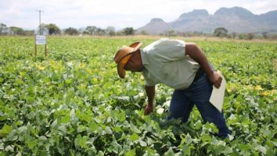 El sector agrícola es uno de los más apoyados con créditos durante la crisis del covid-19.