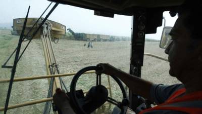 Un productor trabaja en el corte de caña de azúcar.