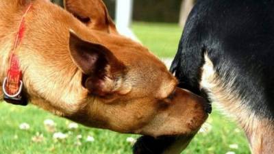 Los científicos descubren por qué los perros se huelen el trasero.