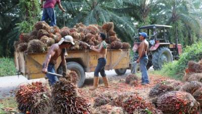 El cultivo de la palma africana se ha considerado como uno de los más rentables, pero la situación está cambiando, explican dirigentes del sector.