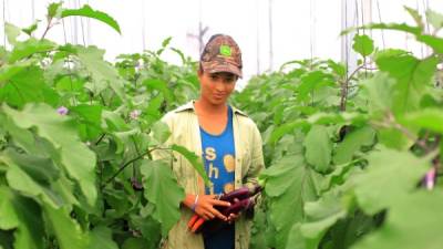 Una joven corta vegetales para la exportación en una empresa en Comayagua.