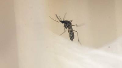 El mosquito Aedes aegypti, transmisor del dengue. EFE/Archivo